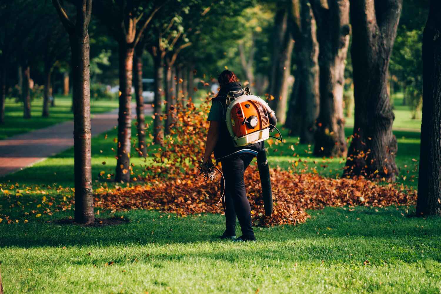 The Steps Involved in Our Tree Care Process in Aurora, SD